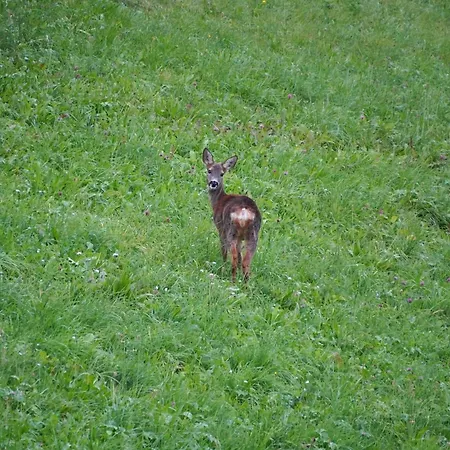 Ruheoase Mit Bergsicht